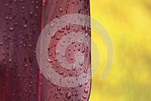 Water droplets on red leaves on yellow background close-up. Macro photo of rain drops on leaf surface.