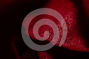 Water Droplets On Red Rose Petal