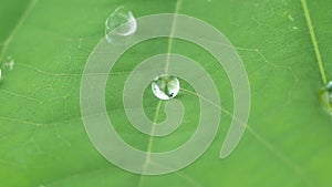 Water droplets rolling on the green lotus leaf.