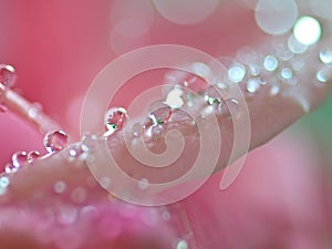 Water droplets on rose flower