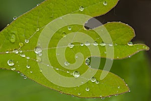 Water droplets on sassafras leaf in Vernon, Connecticut