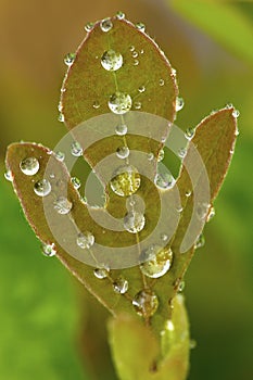 Water droplets on sassafras leaf in Vernon, Connecticut