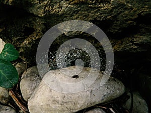 Water droplets on the spider web