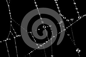 Water droplets on a spider web on a black background
