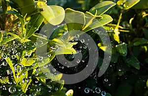 Water droplets on spider web. Slovakia