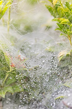 Water droplets on spider webs
