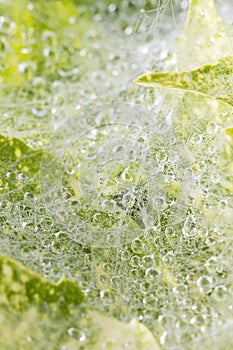 Water droplets on spider webs