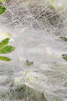 Water droplets on spider webs