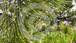 Water droplets on a spruce branch after rain