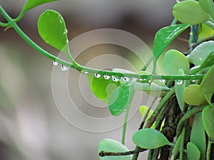 Water droplets on the stem of the Asclepiadaceae tree.