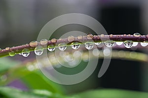 Water droplets on stem of Bletilla striata or hyacinth orchid or Chinese ground orchid or urn orchid