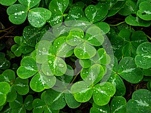 Water droplets on clover