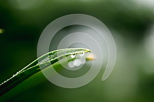 Water droplets at the tip of leaves