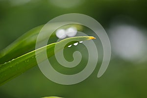 Water droplets at the tip of leaves