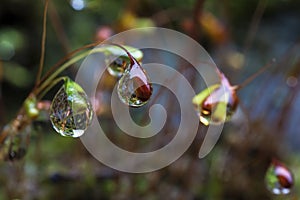 Water droplets at the tips of moss seeds