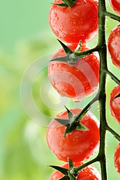 Water Droplets on Tomato Plant