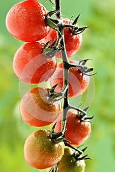 Water Droplets on Tomato Plant