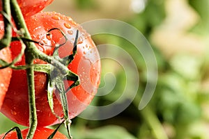 Water Droplets on Tomato Plant