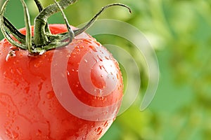 Water Droplets on Tomato Plant