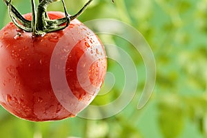 Water Droplets on Tomato Plant