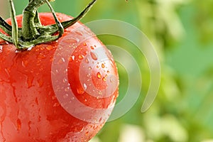 Water Droplets on Tomato Plant