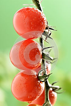 Water Droplets on Tomato Plant