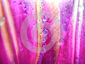 Water Droplets on Tulip