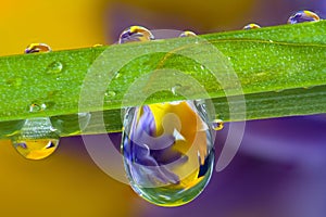 Water droplets, wildflowers and a blade of grass