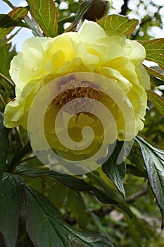 Water droplets on a yellow peony