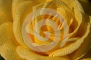 Water droplets on yellow rose - stock photo