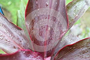 Water dropplets on a purple leaf