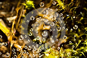 Water dropplets on spider web in the grass