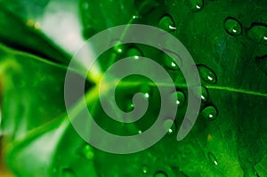 Water drops on an anthurium leaf