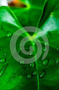 Water drops on an anthurium leaf