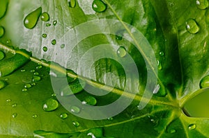 Water drops on an anthurium leaf