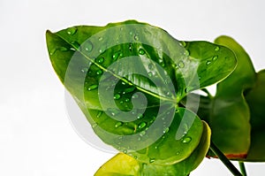 Water drops on an anthurium leaf