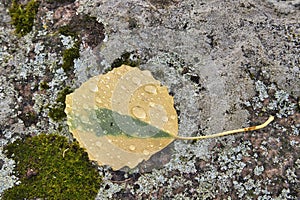Water drops on an aspen leaf, Populus tremula