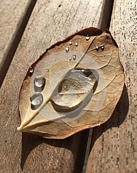 Water drops on a autumn leave