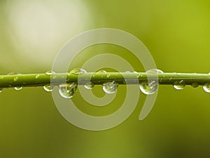 Water Drops on Bamboo Shoot