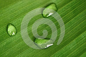 Water drops on banana leaf