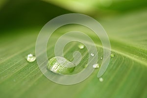 Water drops on banana leaf