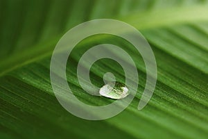 Water drops on banana leaf