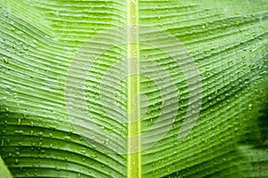 Water drops on banana leaf