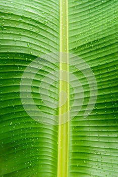 Water drops on banana leaf