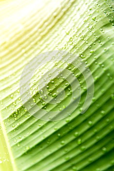 Water drops on banana leaf