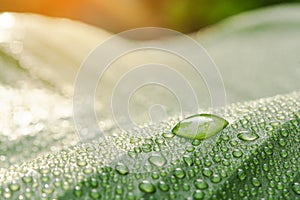 Water drops on banana leaf background with sun light