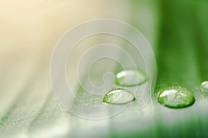 Water drops on banana leaf background with sun light