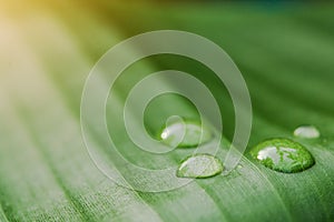 Water drops on banana leaf background with sun light