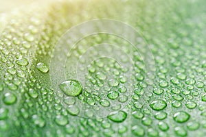 Water drops on banana leaf background with sun light