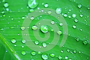 Water drops on banana leaf after rain